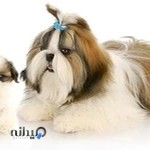 پت شاپ لوکس