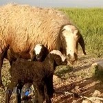 دامداری رسول صفری