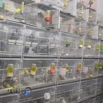 پرنده سرای آشیانه