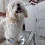 کلینیک دامپزشکی دکتر گل کار