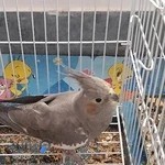 کلینیک دامپزشکی تخصصی پرندگان دکتر مددی