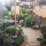 گلسرای بهشت، اسدی