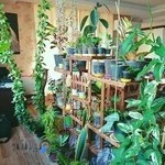 گلفروشی انلاین هميشه سبز ایران