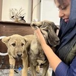 کلینیک دامپزشکی کوکو