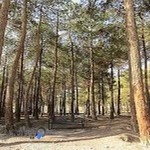 بوستان جنگلی چیتگر