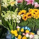 گالری گل شهرزاد