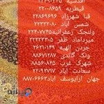 قالیشویی تجریش