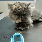 پلی کلینیک دامپزشکی کاوه