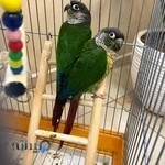 کلینیک دامپزشکی جم