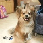 کلینیک دامپزشکی باربد