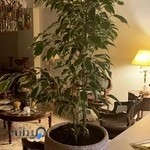 گلفروشی آنا