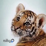 کلینیک دامپزشکی کسری