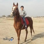 باشگاه سوارکاری کاوه