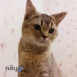 کلینیک دامپزشکی هیل