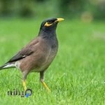 كلينيك دامپزشكي ستاره ري