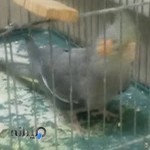 پت شاپ اورنگ پت