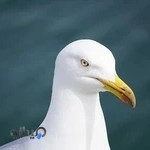 تعمیرگاه اتومبیل نوید