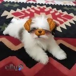 کلینیک دامپزشکی و پت شاپ پرشین لند