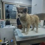 کلینیک دامپزشکی دایا