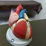 سید شجاع الدین نمازی