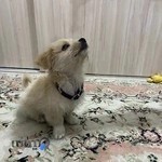 کلینیک دامپزشکی آرشید