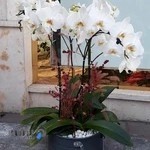 گل فروشی رویال