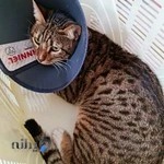 کلینیک دامپزشکی و پت شاپ سلامت