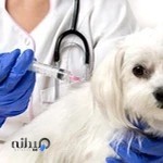 کلینیک دامپزشکی سیار