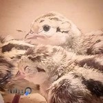 پرنده فروشی مهدی