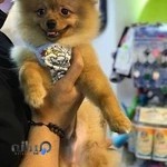 کلینیک دامپزشکی دکتر بینا