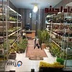 اچینو کاکتوس