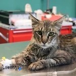 Hodhod Pet Clinic | کلینیک دامپزشکی هدهد