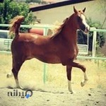 باشگاه سوارکاری یونیک