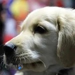 Afra Veterinary Clinic