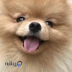 کلینیک دامپزشکی دکتر رزم آا