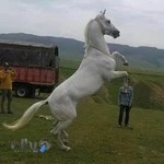 باشگاه سوارکاری هیرکان و تفریحی(آموزش اسب سواری)