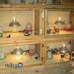 داروخانه دامپزشکی دکتر اکبری