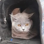 کلینیک دامپزشکی فرشتگان