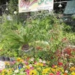 باغ گل سیاژن