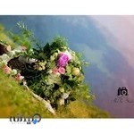 آتلیه آقای عکس