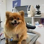 DNA PET CLINIC