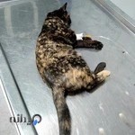 کلینیک دامپزشکی دی