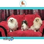 پت اسکایلوس خشایار هداوندی فرد