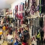 کلینیک دامپزشکی رویال