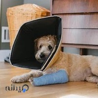 کلینیک دامپزشکی آرا