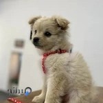 کلینیک دامپزشکی ژیوا | Zhiva Vet Clinic