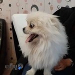 کلینیک دامپزشکی پویا پرتو