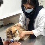 کلینیک دامپزشکی مهرگان