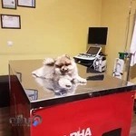 مرکز رادیولوژی و سونوگرافی دامپزشکی دکتر بهمنش