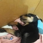 کلینیک دامپزشکی دماوند